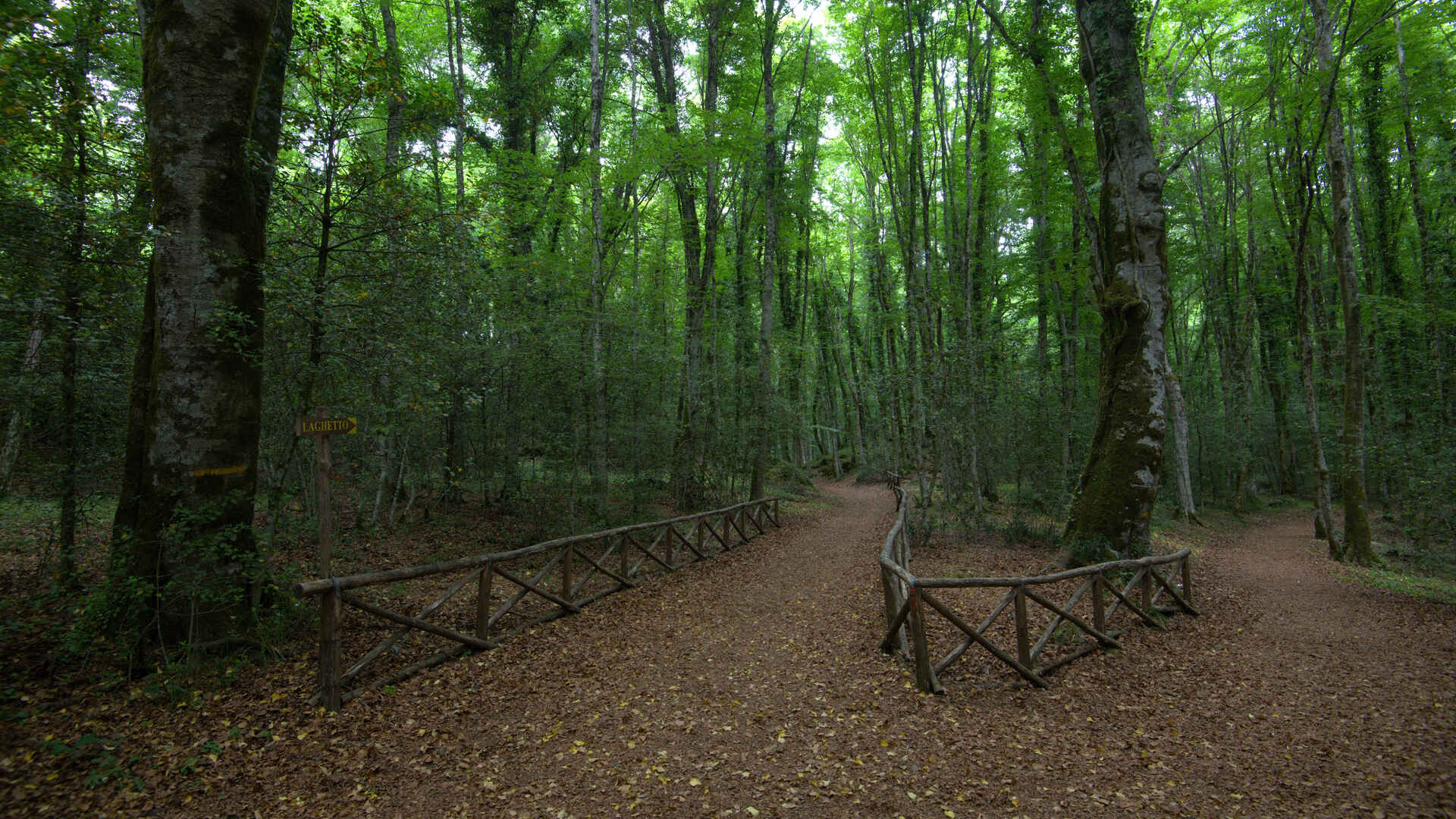 Faggete Vetuste della Foresta Umbra